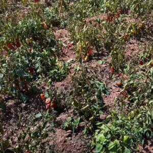 adanada biber verim kaybi 30a ulasti V28keDLD