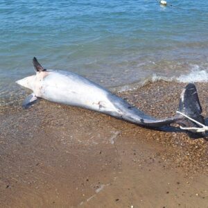 bodrumda olu yunuskaraya vurdu pZPjY2z4