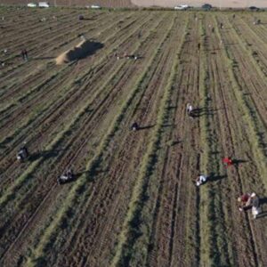 ciftcilerin borcu 1 trilyonu asti gelecek yillari on goremiyorlar eRDAkmb9