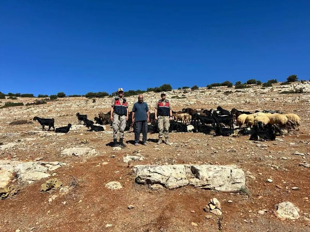 kiliste kaybolan 100 hayvan bulundu FJcDTtvW