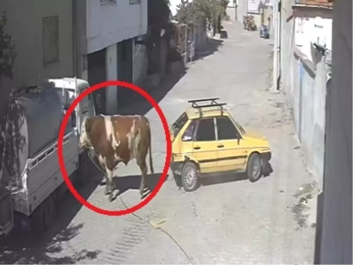 boga park halindeki araca zarar verdi nIc1Avcw.jpg