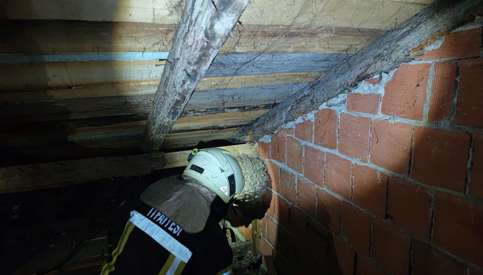 evin catisinda yaban arisi panigi itfaiye ekipleri cikardi FZmQwcgp.jpg