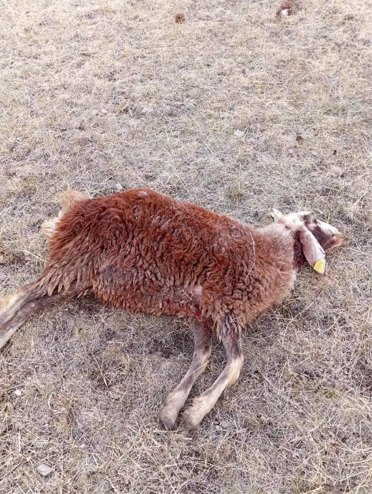 koyun surusune kurt saldirisi qcemTVjX.jpg