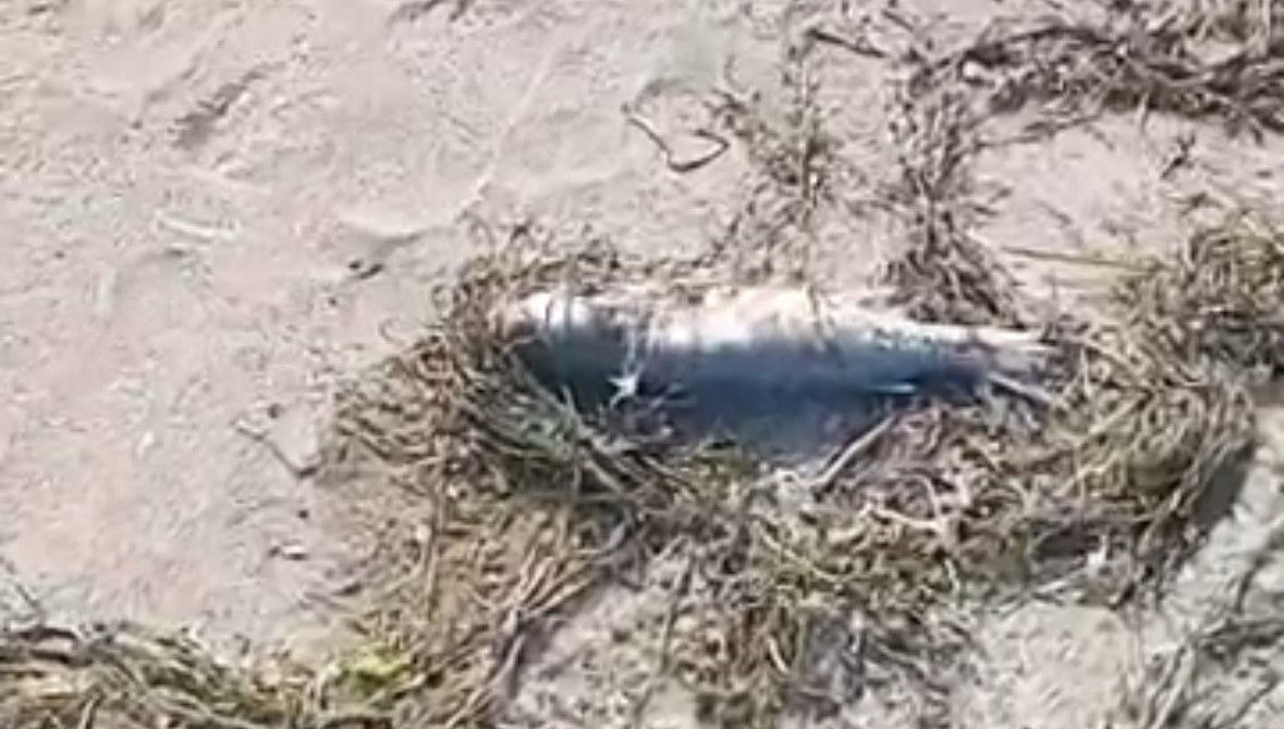 sahilde cok sayida balik olu bulundu 5YsdNlvx.jpg