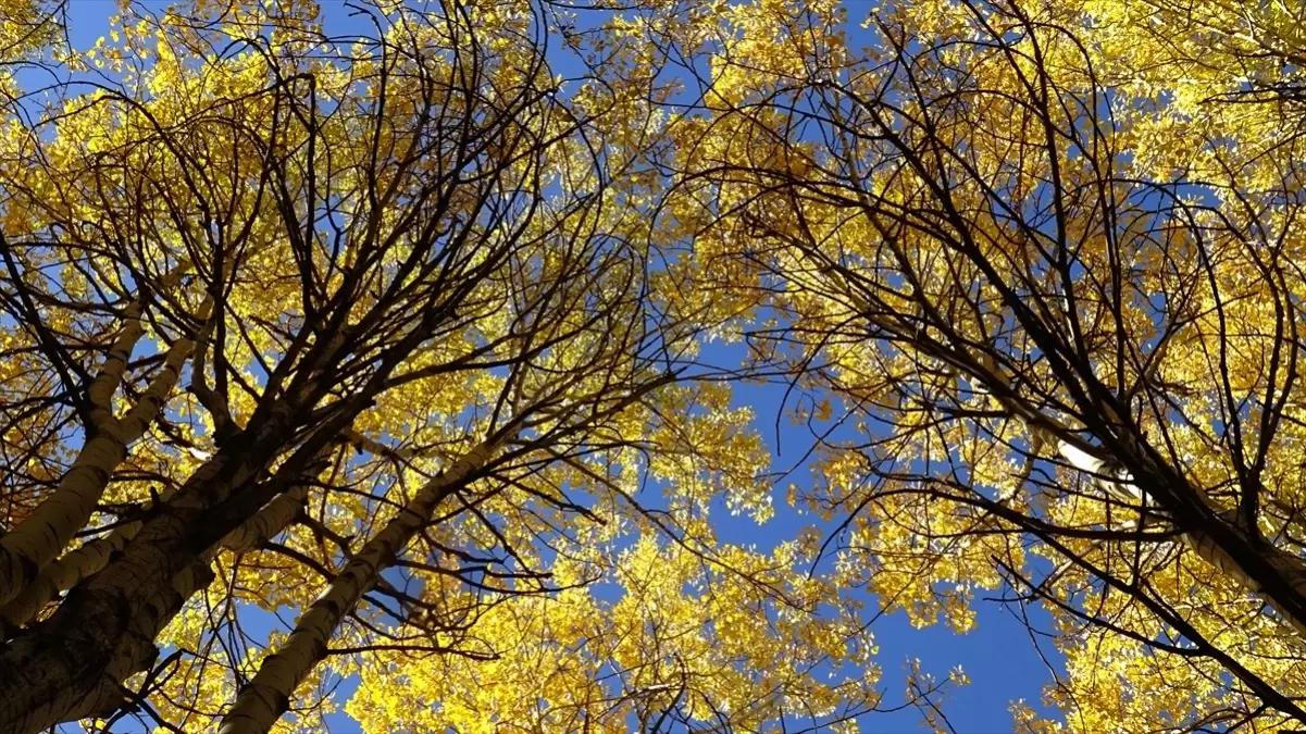 sonbahar renkleri sarikamista lMNyHYdW