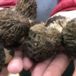 bin-800-rakimli-daglardan-toplanip-kilosu-bin-500-liradan-satiliyor-GshjfgEv