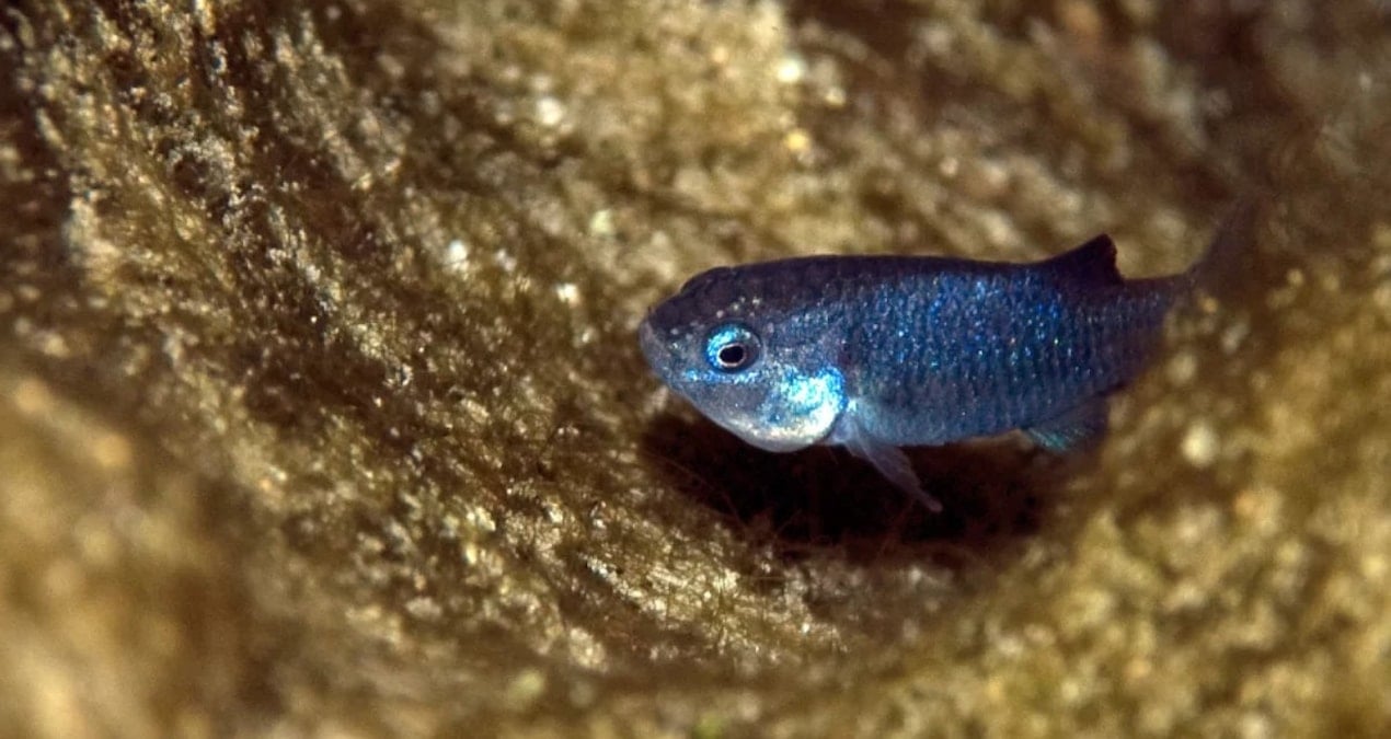Ölüm Vadisi’nde Sıcak Su Havuzunda Hayatta Kalan Eşsiz Balık Türü: Devils Hole Pupfish